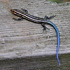 skink